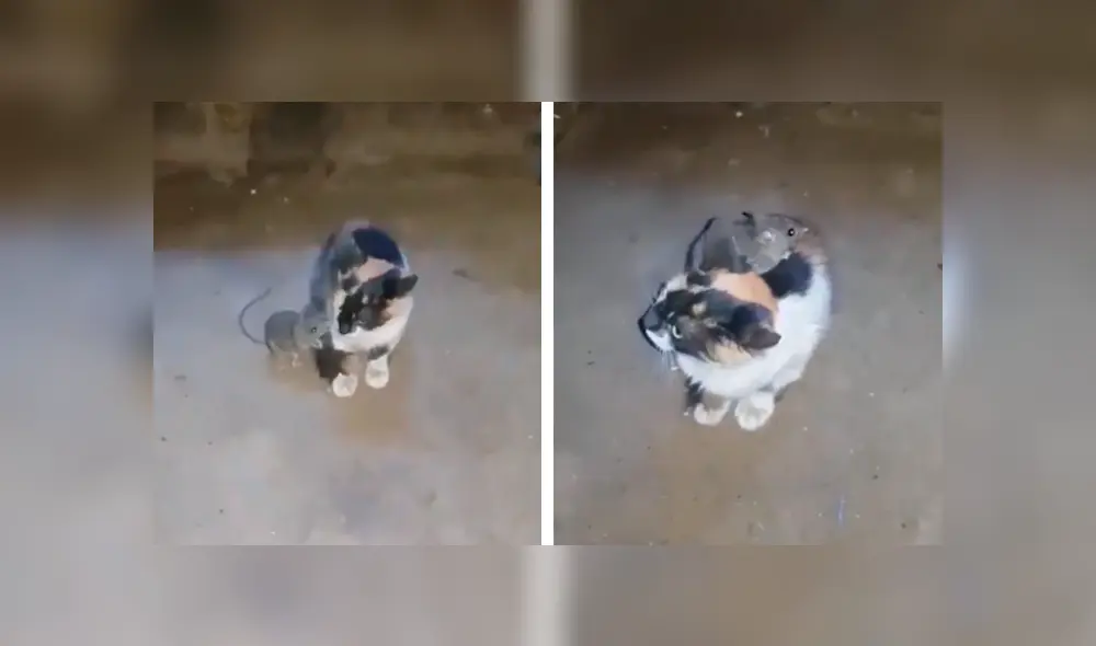 Desliza las imágenes hacia la izquierda para conocer la actitud de un gato al tener enfrente a un ratón. Foto: Captura.