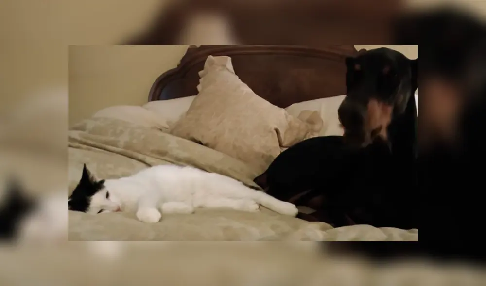 Desliza hacia la izquierda para ver la tierna escena del viral de YouTube. Desliza hacia la izquierda para ver la tierna escena del viral de YouTube.