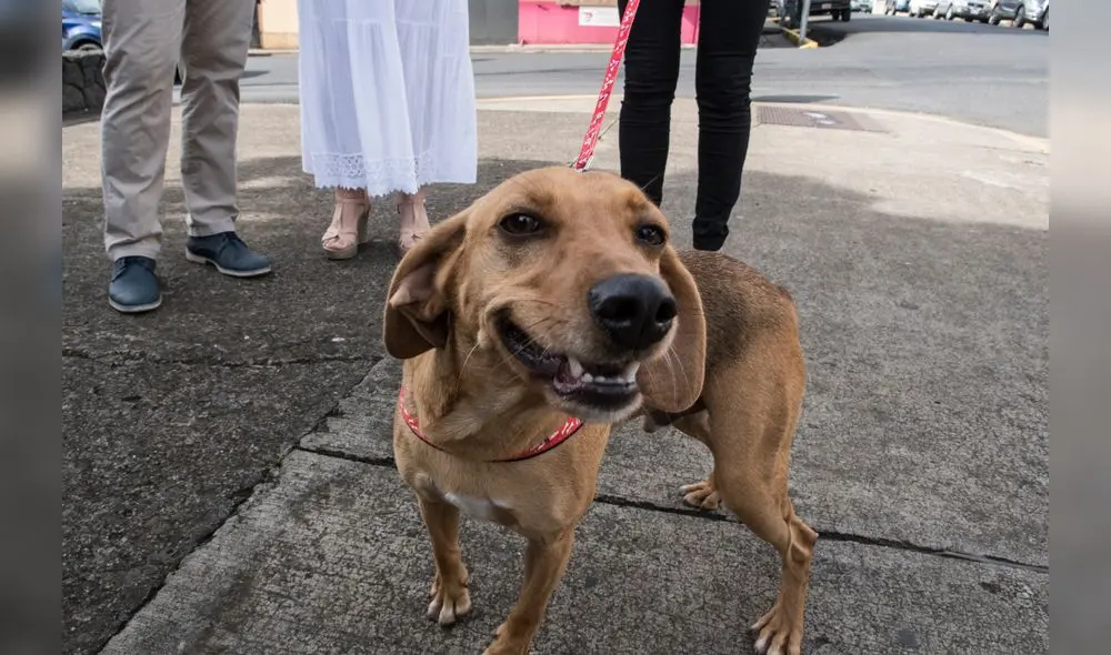 La exdueña de "Campeón", un tierno perro que fue maltratado cuando tenía tan solo seis meses, fue absuelta este viernes. Foto: La exdueña de "Campeón", un tierno perro que fue maltratado cuando tenía tan solo seis meses, fue absuelta este viernes. Foto: