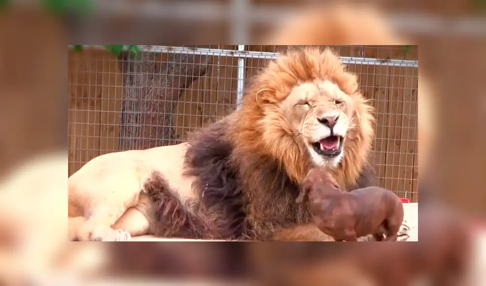 Facebook viral: valiente perro dentro de jaula de león asusta a usuarios [VIDEO]