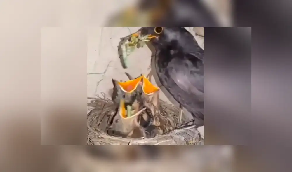 YouTube viral: Mamá pájaro le da cruel lección a su polluelo más 'hambriento' [VIDEO]