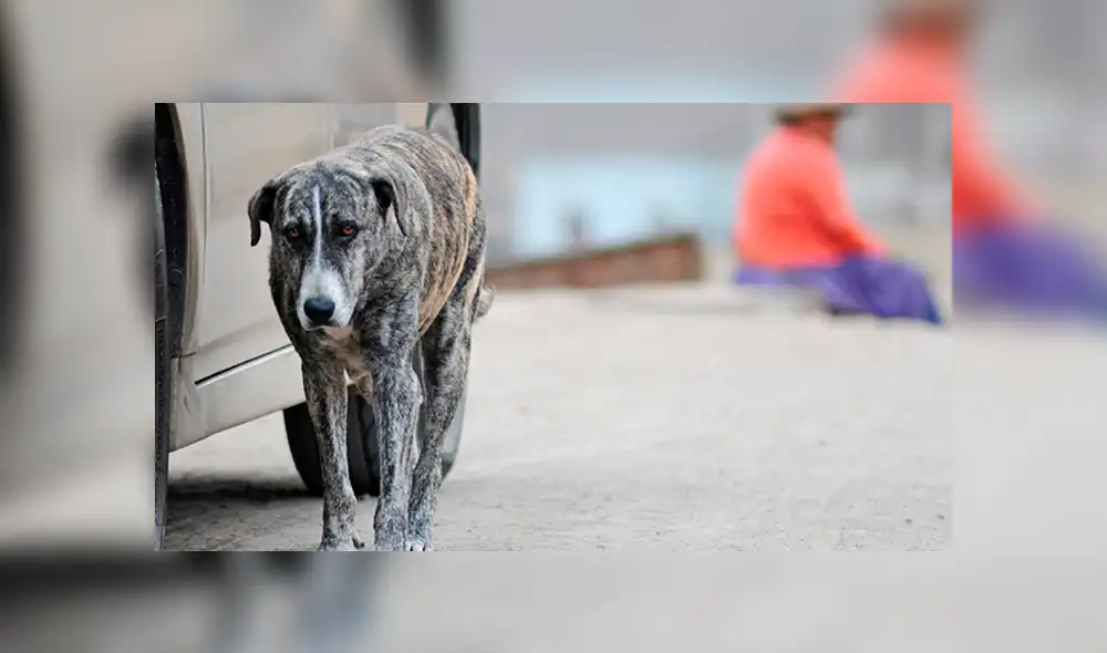 México propone matar perros y gatos callejeros [VIDEO]