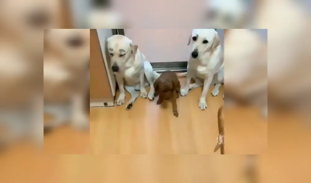 En Facebook, unos perros estiraron sus patas delanteras para acusar a su amigo tras cometer unas travesuras. En Facebook, unos perros estiraron sus patas delanteras para acusar a su amigo tras cometer unas travesuras.