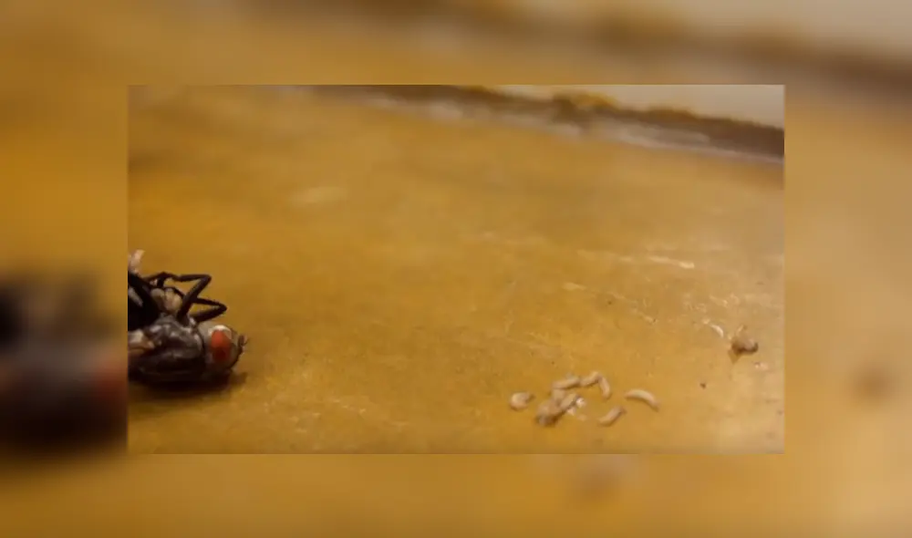 YouTube viral: enorme mosca ingresa a casa para expulsar cientos de larvas y joven queda asqueado [VIDEO]