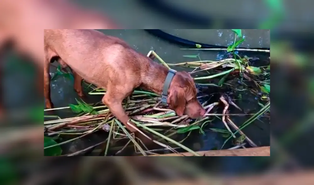 Desliza las imágenes para observar la inesperada acción de un sapo para escapar de las garras de un perro. Foto: Captura. Desliza las imágenes para observar la inesperada acción de un sapo para escapar de las garras de un perro. Foto: Captura.