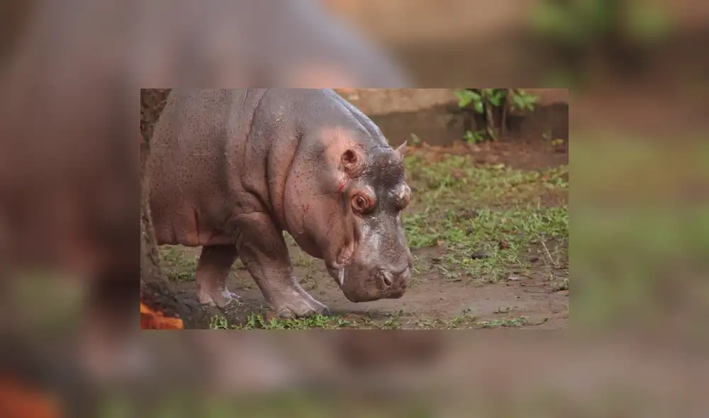 Hipopótamo muere tras ser agredido en un zoológico