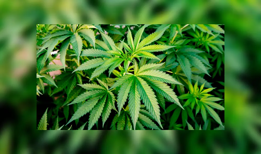 Bus choca contra una casa y en el interior de esta hallan una plantación de marihuana Bus choca contra una casa y en el interior de esta hallan una plantación de marihuana