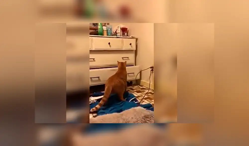 Facebook viral: Gato escucha raros sonido provenientes del clóset y cuando se acerca descubre algo curioso [VIDEO]  