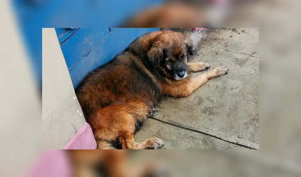 Los perros que soportaron en las calles de Lima la intensa llovizna [FOTOS]