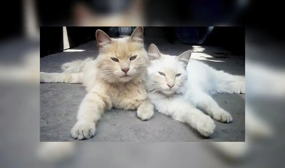 20 de febrero: Día internacional del gato, ¿por qué se celebra esta fecha? [FOTOS]