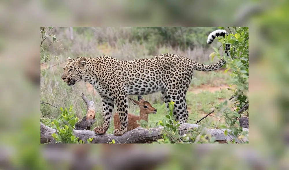 Desliza para ver el desenlace de esta publicación que se viralizó en Facebook. Foto: Daily Mail.