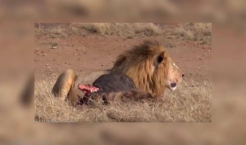 YouTube viral: León ‘macho alfa’ destruye columna de aprendiz que intentó quitarse su presa [VIDEO] 