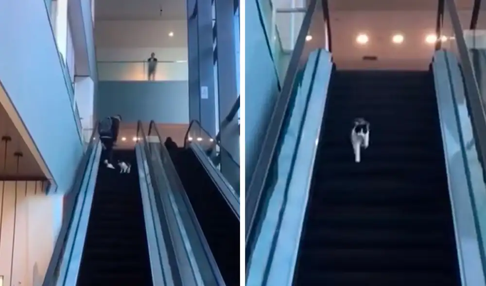 Desliza las imágenes para apreciar la travesura de un gato callejero que invadió un centro comercial. Foto: Captura de TikTok Desliza las imágenes para apreciar la travesura de un gato callejero que invadió un centro comercial. Foto: Captura de TikTok