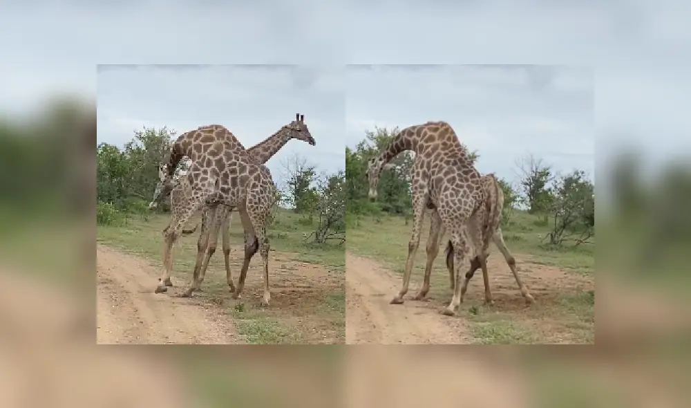 Desliza las imágenes para ver más detalles de este peculiar pelea que se hizo viral en Facebook. Desliza las imágenes para ver más detalles de este peculiar pelea que se hizo viral en Facebook.