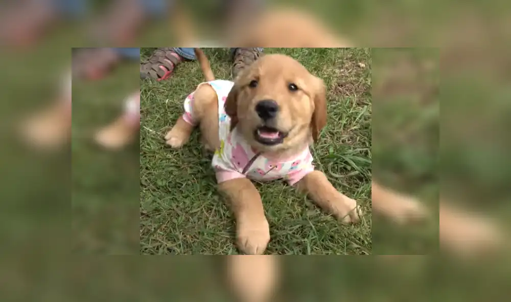 Desliza para ver más sobre el tierno comportamiento de esta perrita que cautivó a todos. (Foto: captura) Desliza para ver más sobre el tierno comportamiento de esta perrita que cautivó a todos. (Foto: captura)
