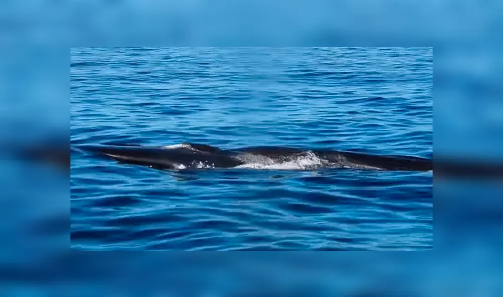 YouTube viral: gigantesca criatura marina embiste barco de Japón y miles quedan impactados [VIDEO]