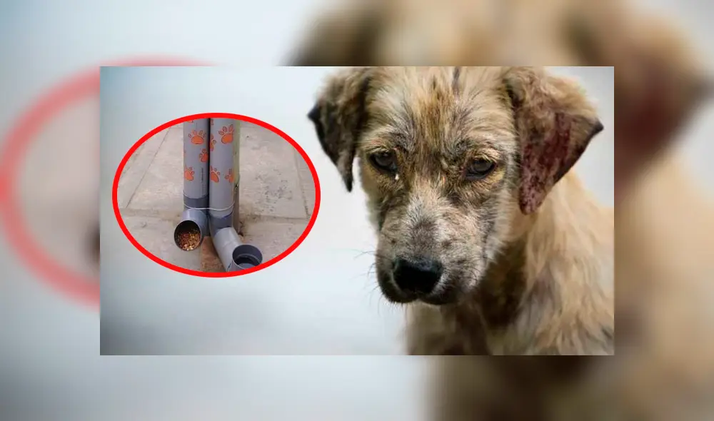 Facebook: estudiantes lanzan iniciativa para alimentar a perros callejeros junto a la PNP [FOTOS]