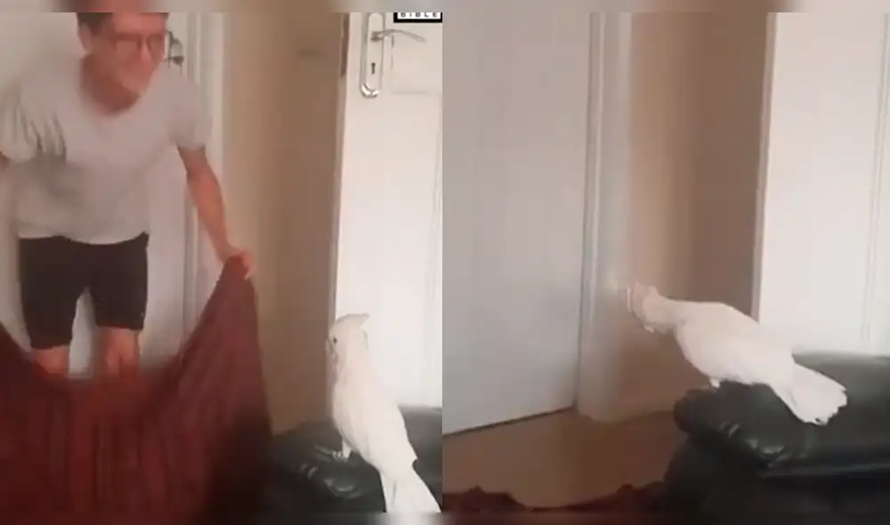 Facebook: cacatúa ‘insulta’ a su dueño por hacerle un truco de magia [VIDEO]