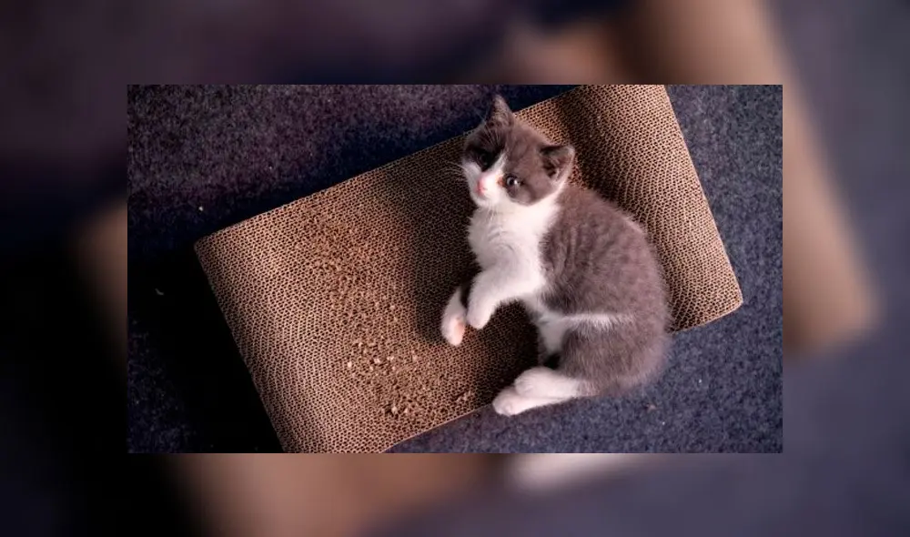 En el año, China ha clonado cerca de 48 perros. Foto: AFP En el año, China ha clonado cerca de 48 perros. Foto: AFP