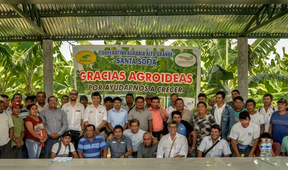 Piura: Minagri promueve exportación de banano orgánico