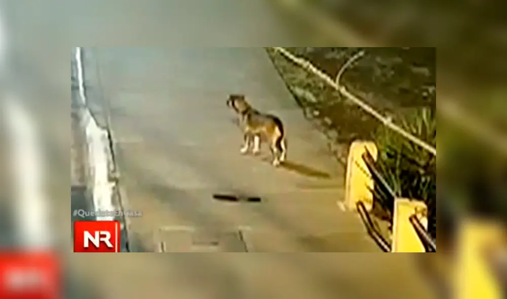 Desliza la imagen de Facebook para ver cómo dio 'aviso' a la policía el can. Foto: Noticias Repretel