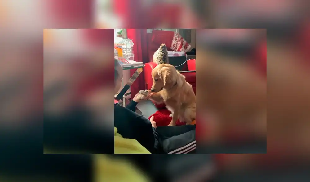 Desliza las imágenes para apreciar el conmovedor comportamiento de un perro al tener cerca un ratón. Desliza las imágenes para apreciar el conmovedor comportamiento de un perro al tener cerca un ratón.