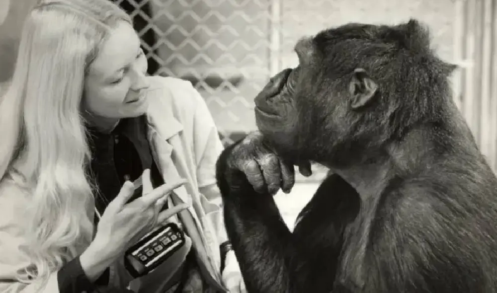 Desliza para ver las mejores imágenes de Koko. Foto: Captura/YouTube/Experto Animal