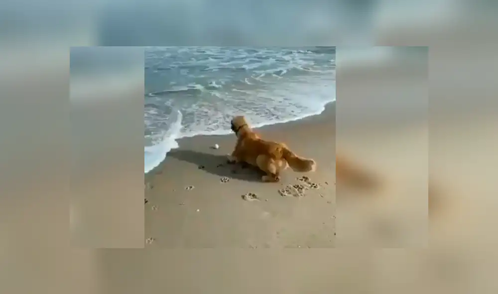 Desliza hacia la izquierda para ver más del video viral. Fotocaptura: Twitter