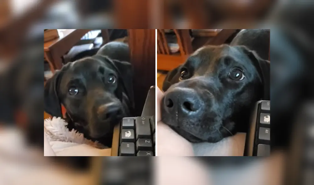 Desliza a la izquierda para ver más fotografías de la tierna reacción del perro tras ser rechazado por su dueña.