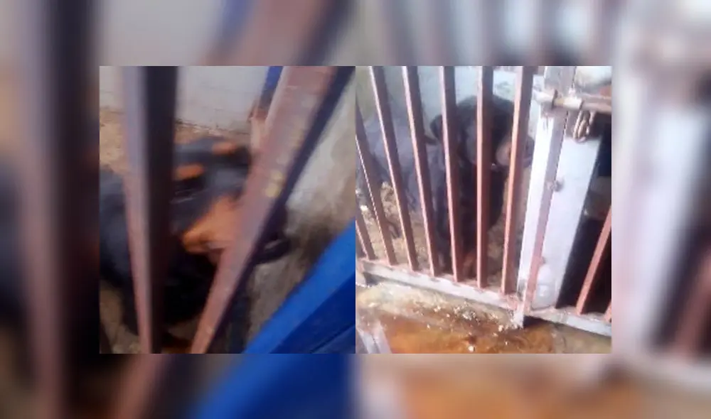 Perros viven encerrados en jaula y sin ser atendidos por la comuna chorrillana. Créditos: Whatsapp Alerta RTV.