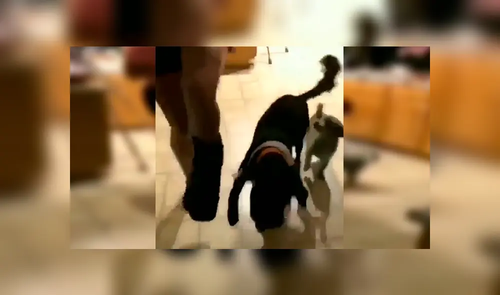 Facebook viral: chica con el pie enyesado fue imitada por sus perros de la peor forma posible [VIDEO] 