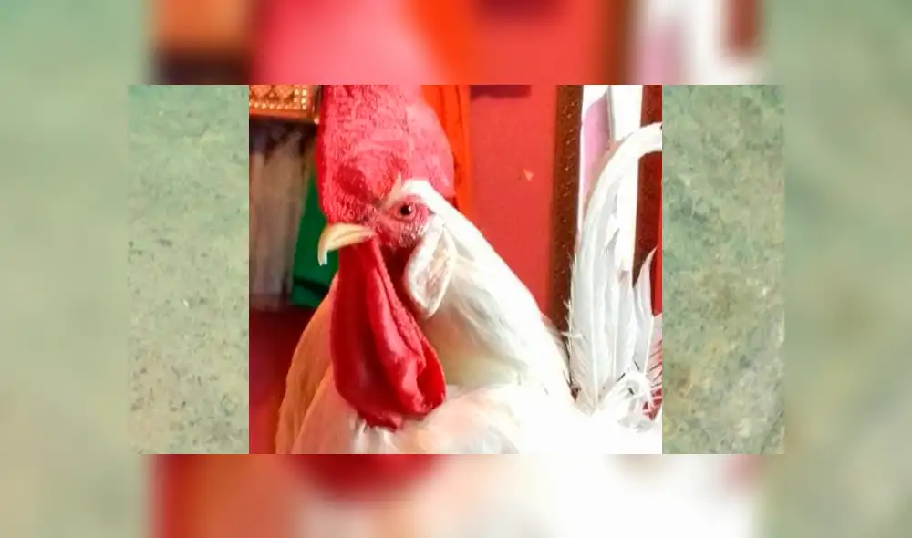 Facebook viral: joven se gradúa junto a su gallo a quien rescató cuando era un pollito pintado [FOTOS]