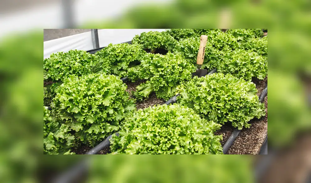 Estados Unidos: piden no consumir lechuga romana porque está contaminada