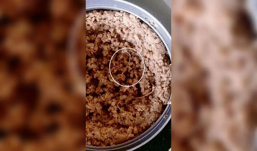 Hallan posibles parásitos en lata grated de sardina en Arequipa Hallan posibles parásitos en lata grated de sardina en Arequipa