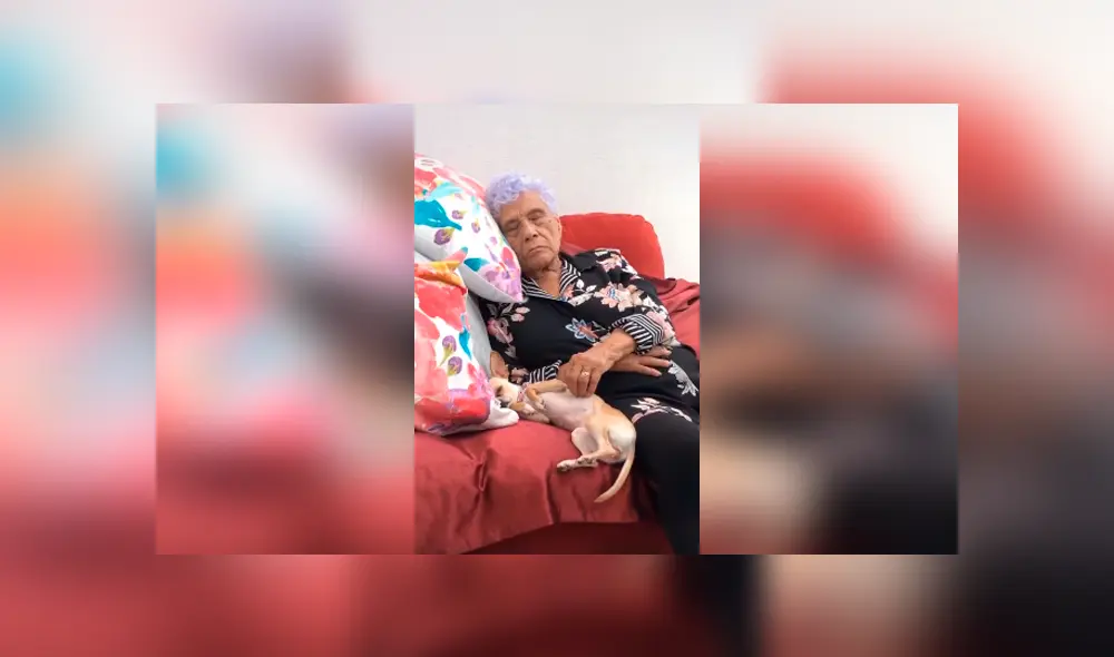 Desliza las imágenes hacia la izquierda para apreciar la emotiva escena protagonizada por una señora y su mascota. Desliza las imágenes hacia la izquierda para apreciar la emotiva escena protagonizada por una señora y su mascota.