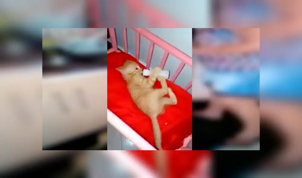 En Facebook, una señora sorprendió por su peculiar forma de criar a un pequeño gato que encontró en la calle. En Facebook, una señora sorprendió por su peculiar forma de criar a un pequeño gato que encontró en la calle.