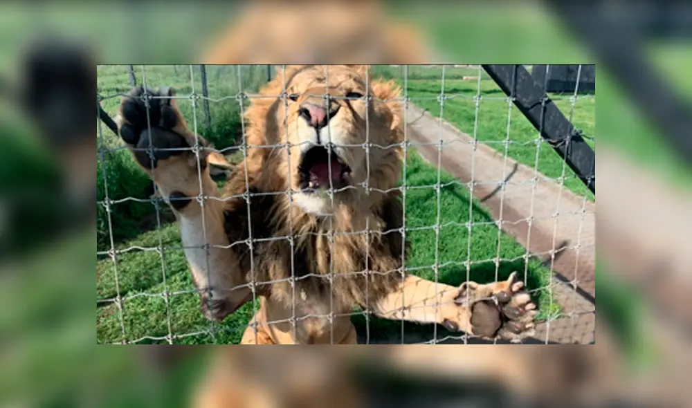 Video viral de Facebook. Cuidador se acerca para tomar una foto a leona y enfurecido depredador lo ataca.
