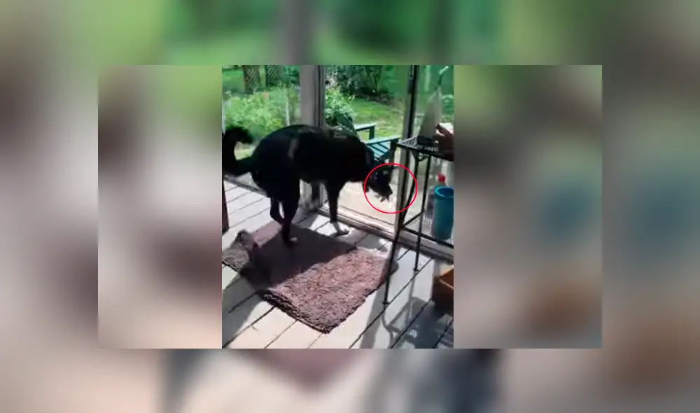 Dueña del can contó que no es la primera vez que su mascota la sorprende con su peculiar comportamiento al interactuar con las aves Dueña del can contó que no es la primera vez que su mascota la sorprende con su peculiar comportamiento al interactuar con las aves