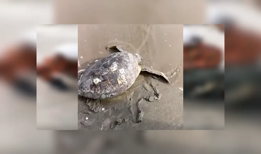Video se viralizó en Facebook. Un grupo de soldados se convirtieron en los ‘héroes sin capa’ de una gigantesca tortuga, que agonizaba en la orilla de un mar contaminado. Video se viralizó en Facebook. Un grupo de soldados se convirtieron en los ‘héroes sin capa’ de una gigantesca tortuga, que agonizaba en la orilla de un mar contaminado.