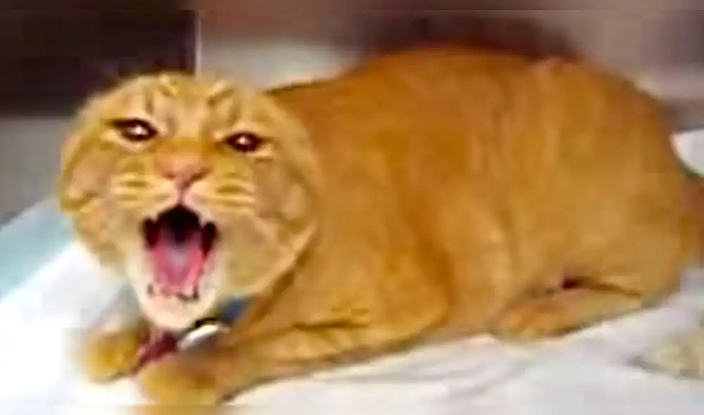 Facebook: Los maullidos de este gato endemoniado te harán tener pesadillas