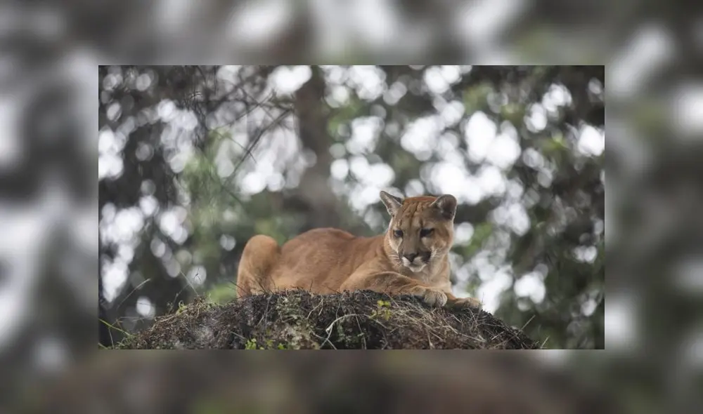 Cachorros fueron liberados en el 2019 y se les diagnóstico varios problemas de salud. (Foto: Municipalidad de Lima) Cachorros fueron liberados en el 2019 y se les diagnóstico varios problemas de salud. (Foto: Municipalidad de Lima)