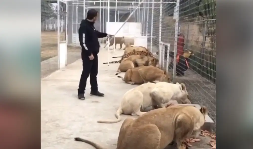 Desliza hacia la izquierda para ver las imágenes del video viral. Foto: captura de YouTube.