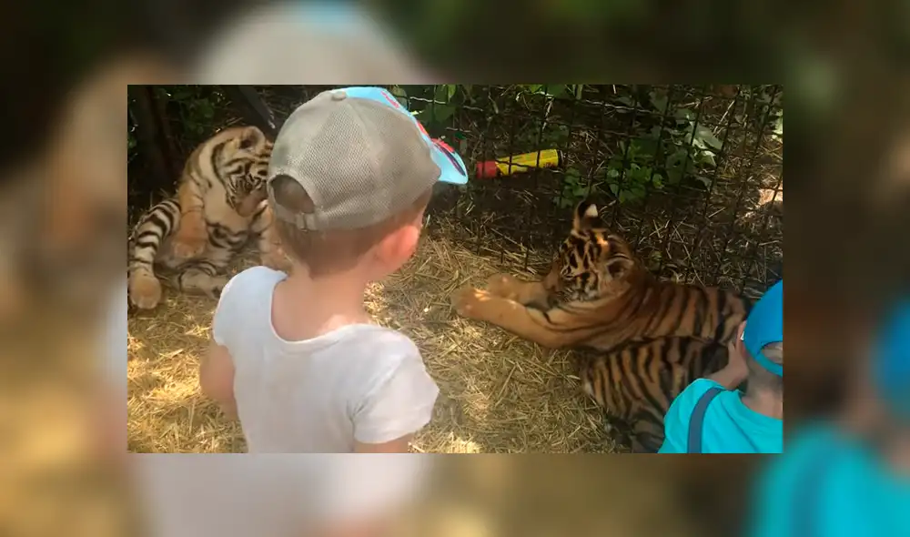 Niños ingresan a jaula de tigres para acariciarlos, sin imaginar lo que pasaría.