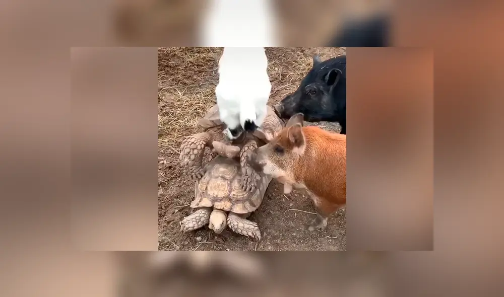 Con amigos así no hacen faltan enemigos. Una cabra y dos cerditos querían jugar con las tortugas que se encontraban ocupadas en un íntimo momento. Foto: captura.