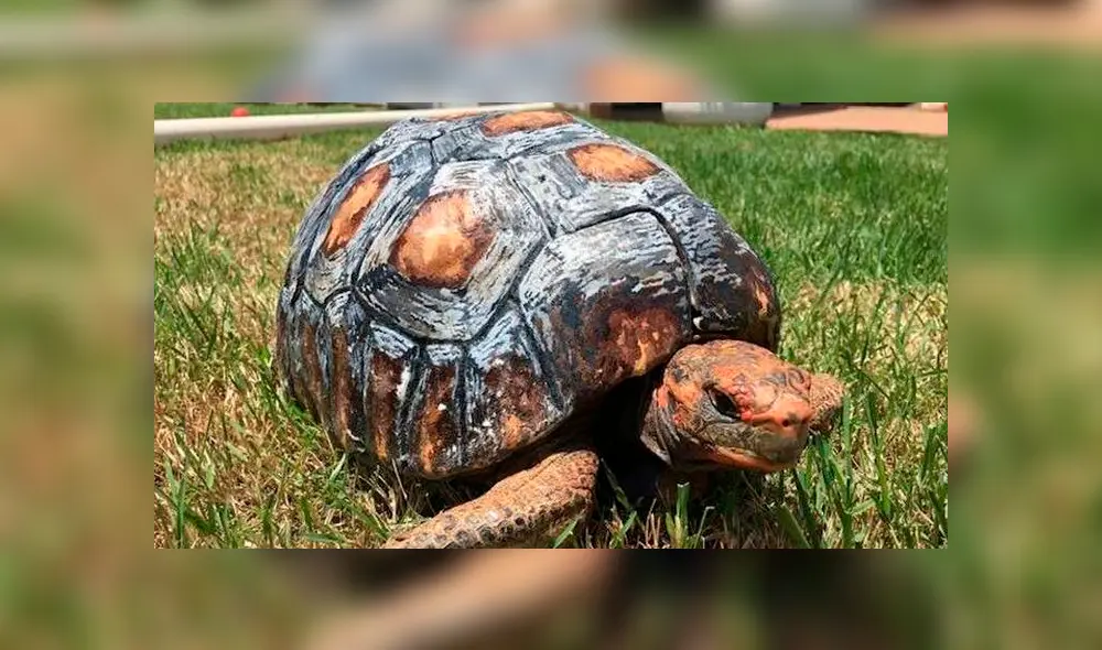 Desliza hacia la izquierda para ver el caparazón en 3D que hicieron para una tortuga. Desliza hacia la izquierda para ver el caparazón en 3D que hicieron para una tortuga.