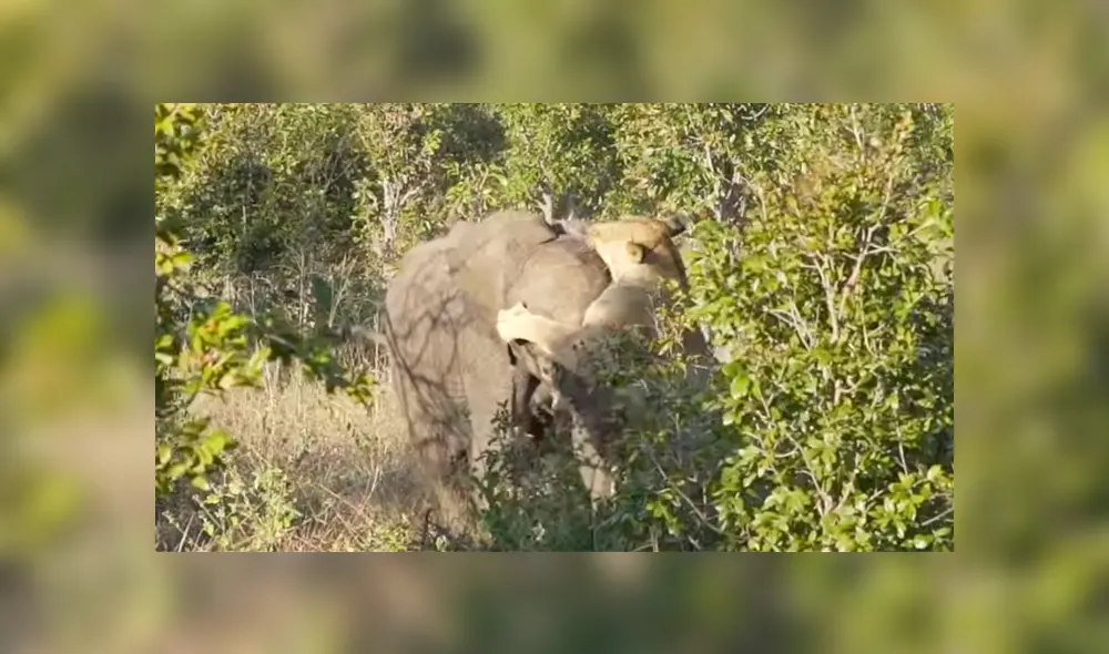 Un video muestra la impactante pelea entre un elefante y una leona por su supervivencia. Un video muestra la impactante pelea entre un elefante y una leona por su supervivencia.