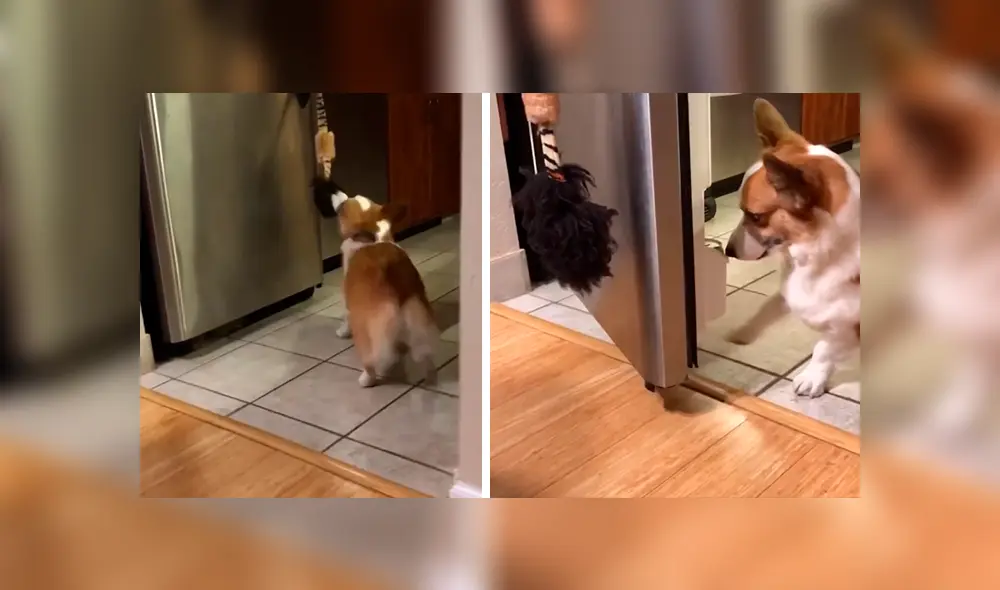 En Facebook, un perro asombró con su destreza al obedecer las indicaciones de su dueña para entregar una lata de agua. En Facebook, un perro asombró con su destreza al obedecer las indicaciones de su dueña para entregar una lata de agua.