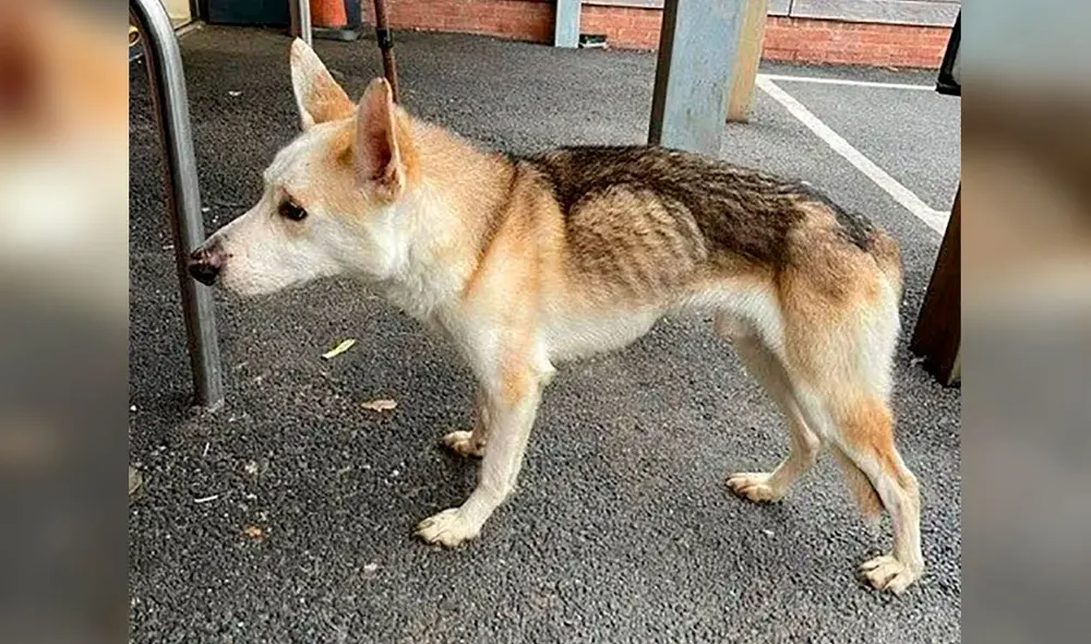 Desliza las imágenes para conocer la conmovedora historia un perro que se reunió con su familia después de 8 años. Foto: Facebook