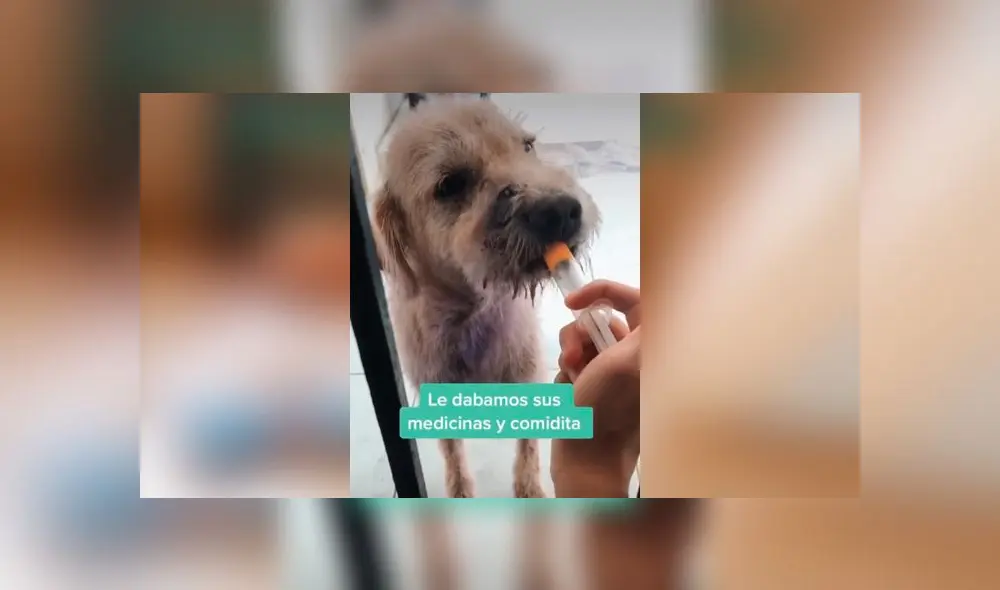 Desliza las imágenes para ver la radical transformación que experimentó este perrito que fue encontrado con serias quemaduras en su piel. Foto: Mishelle Aviles/ Tiktok