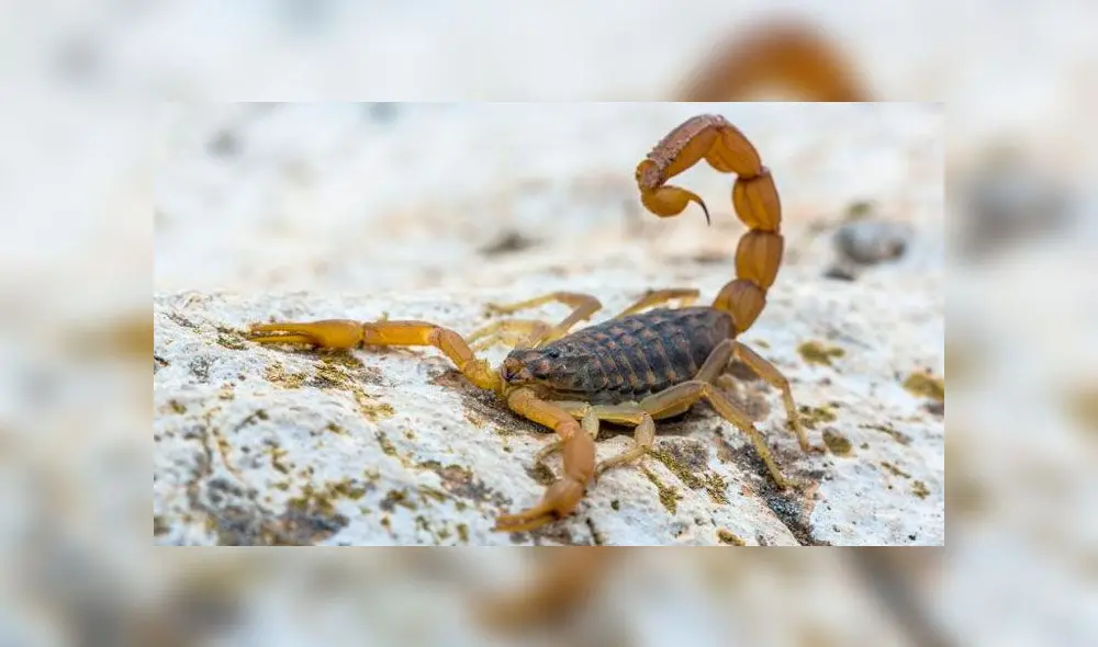 Descubren 200 escorpiones vivos en el equipaje de un hombre cuando intentaba salir de aeropuerto [FOTOS]